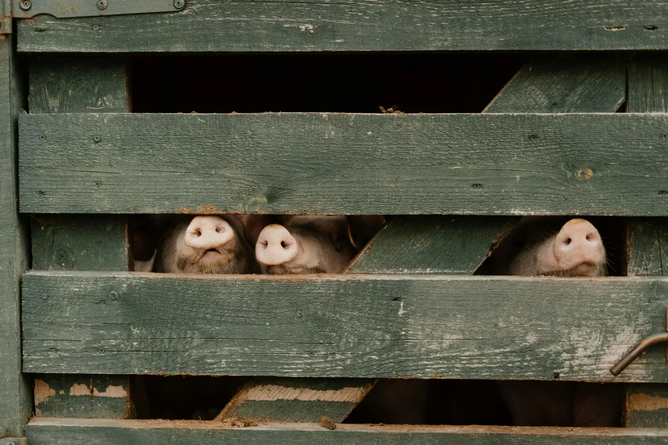 Pigs behind fence. Credit: Cotton Bro via Pexels. 