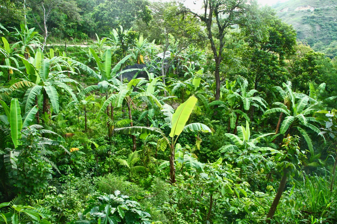 An agroforestry system at Pajaro Verde in Guatemala that produces coffee and different varieties of fruit. Photo provided courtesy of Nathan Einbinder.