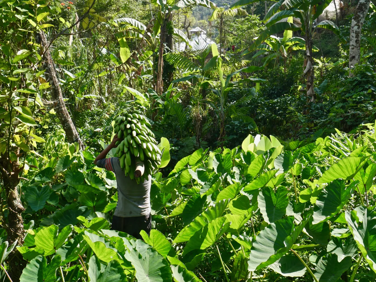 	A farmer carries bananas on his back at Pajaro Verde in Guatemala. Photo provided courtesy of Nathan Einbinder.