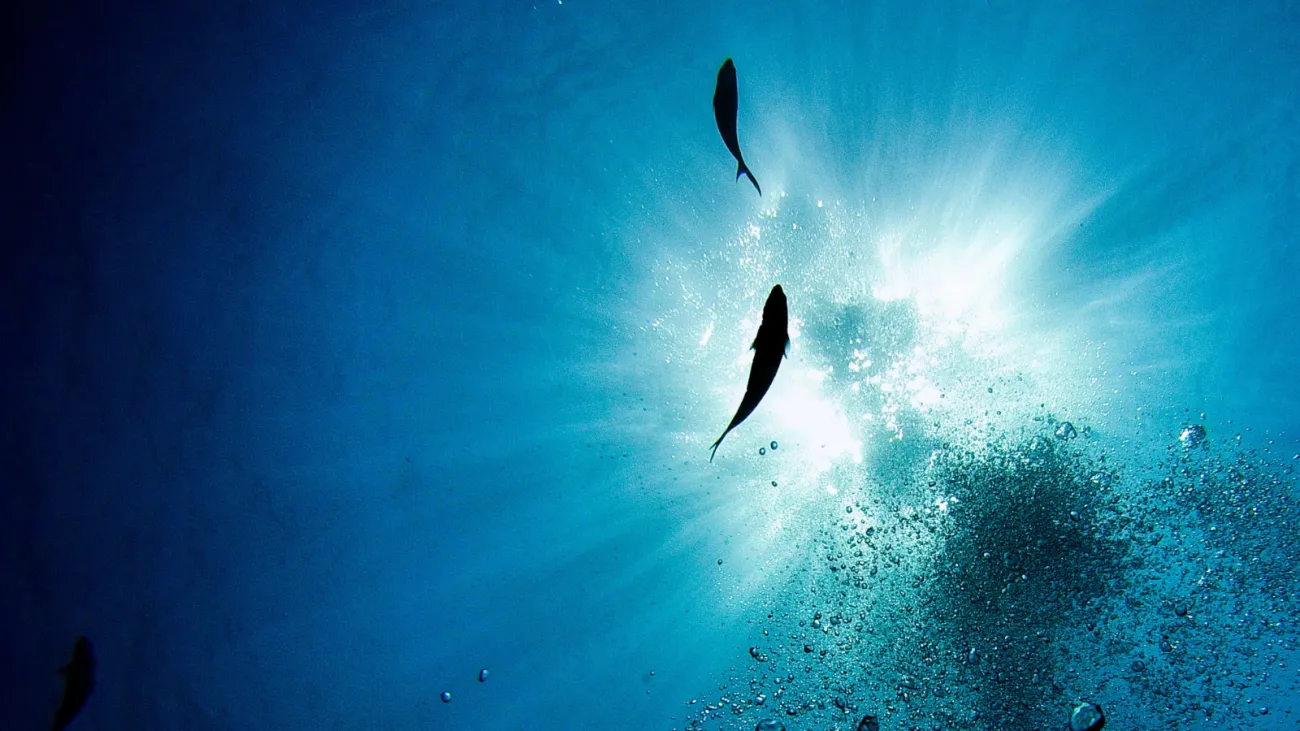 Looking up underwater at the sun with two fish in silhouette.