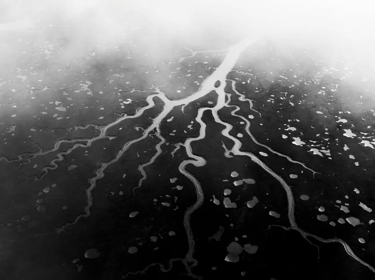 A river flowing in to mangroves. Credit: Jeremy Bishop via Pexels. 