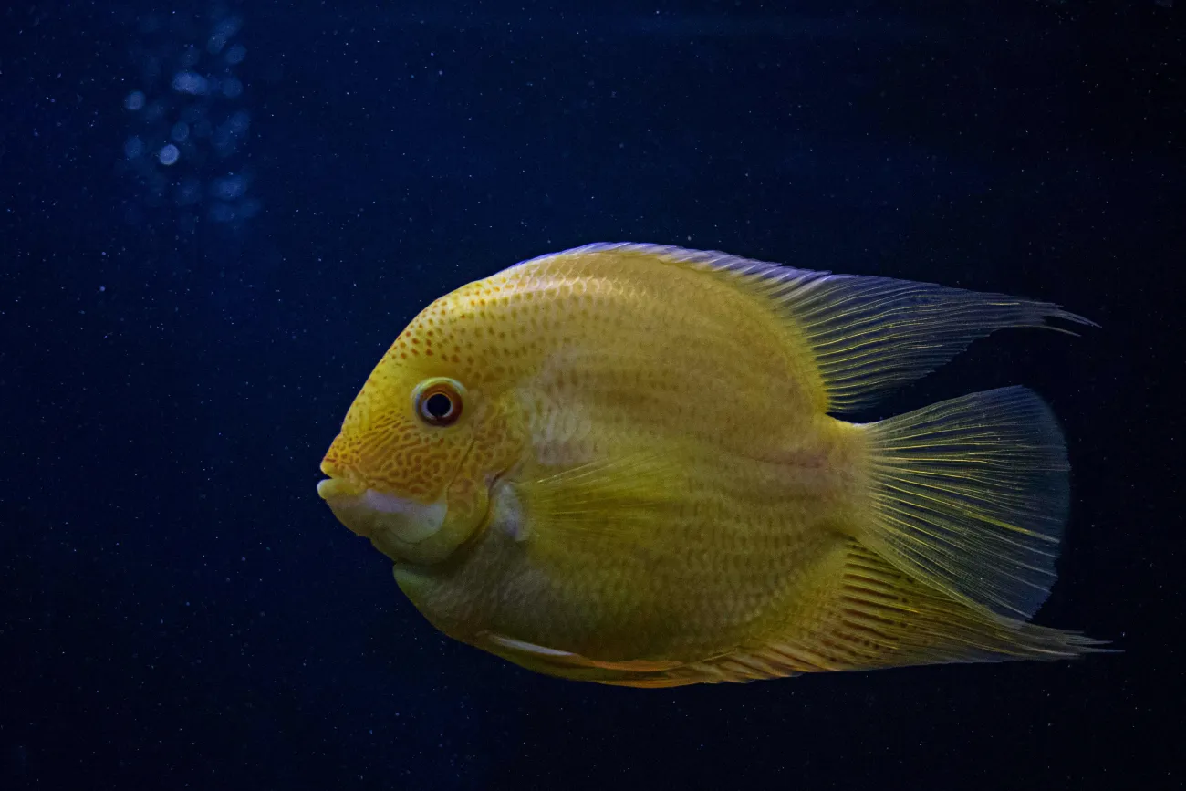 Photo of pretty fish. Credit: Samarth Singhai via Pexels. 