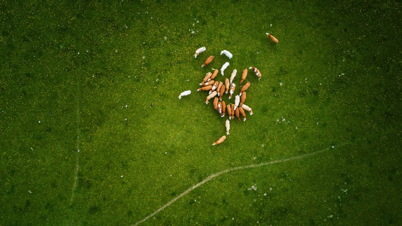 Birds eye of livestock in field. Credit: Steph Anthem via Pexels. 