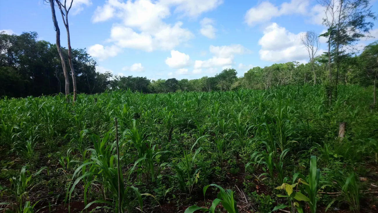 Milpa en Yucatan