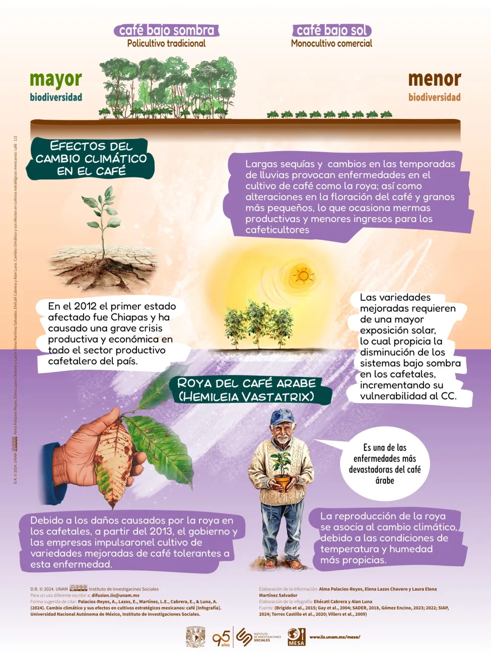 One of the infographics about climate change and coffee developed by MESA.