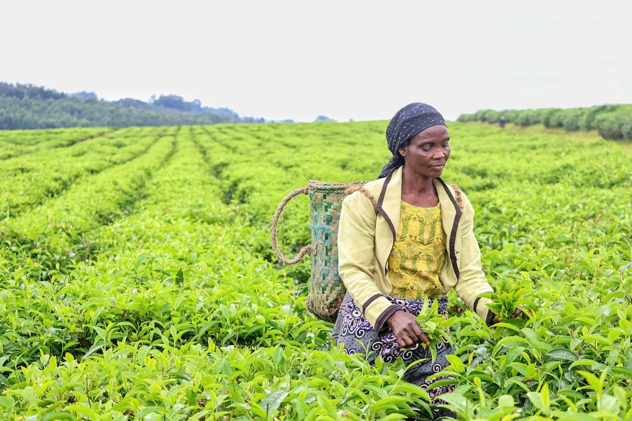 Woman picking tea in field. Credit: Fatima Yusuf via pexels