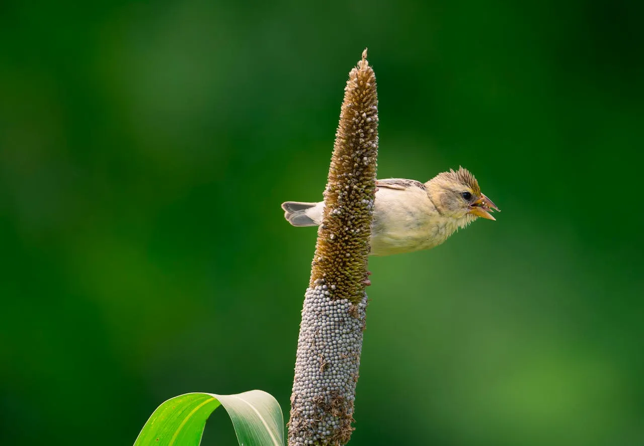 Millet with bird perching. Credit: Jayanth Muppaneni via Pexels