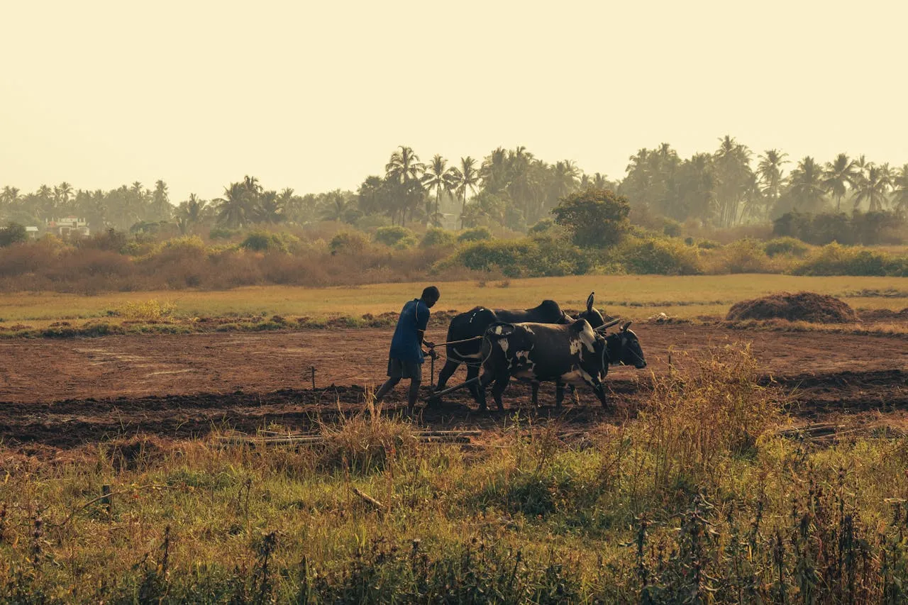 African farming. Credit Keith Lobo via PExels 