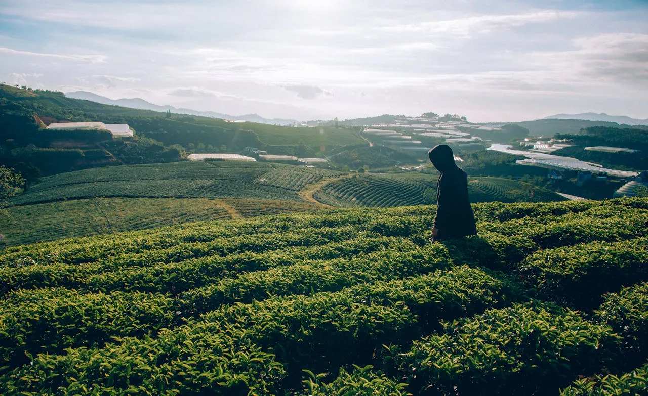Plantation photo. Credit: Min An via Pexels. 