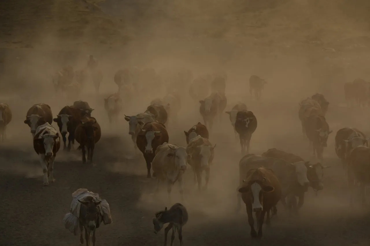 Cows in fog. Credit: Süleyman Şahan via Pexels
