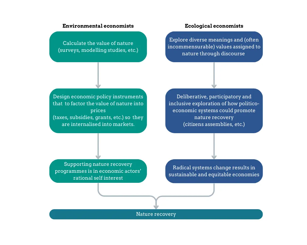 A flowchart demonstrates how environmental economists and ecological economists each imagine the pathways to nature recovery.