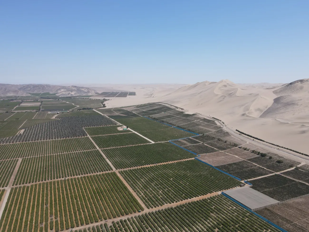 Fields of blueberries growing in Ica desert, Peru, Copyright Water Witness