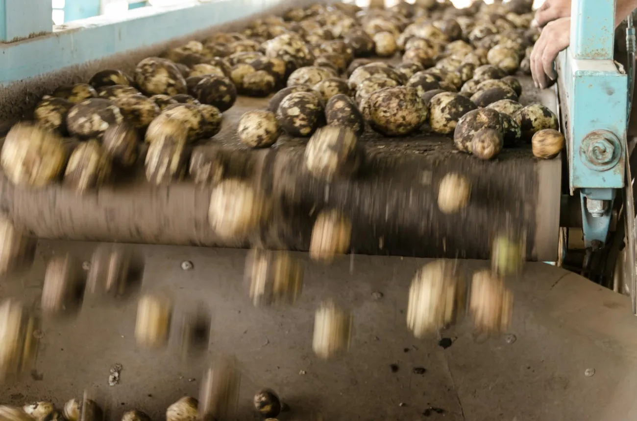 Potatoes on conveyor belt: Credit: Mark Stebnicki via Pexels