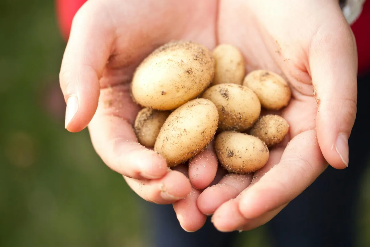 Potatoes in cupped hands. Credit: R Khalil via Pexels