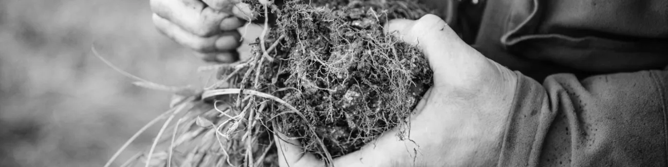 A photo of a person holding a chunk of soil with grass and clover on top and lots of roots in black and white. Photo by Alexander Turner.