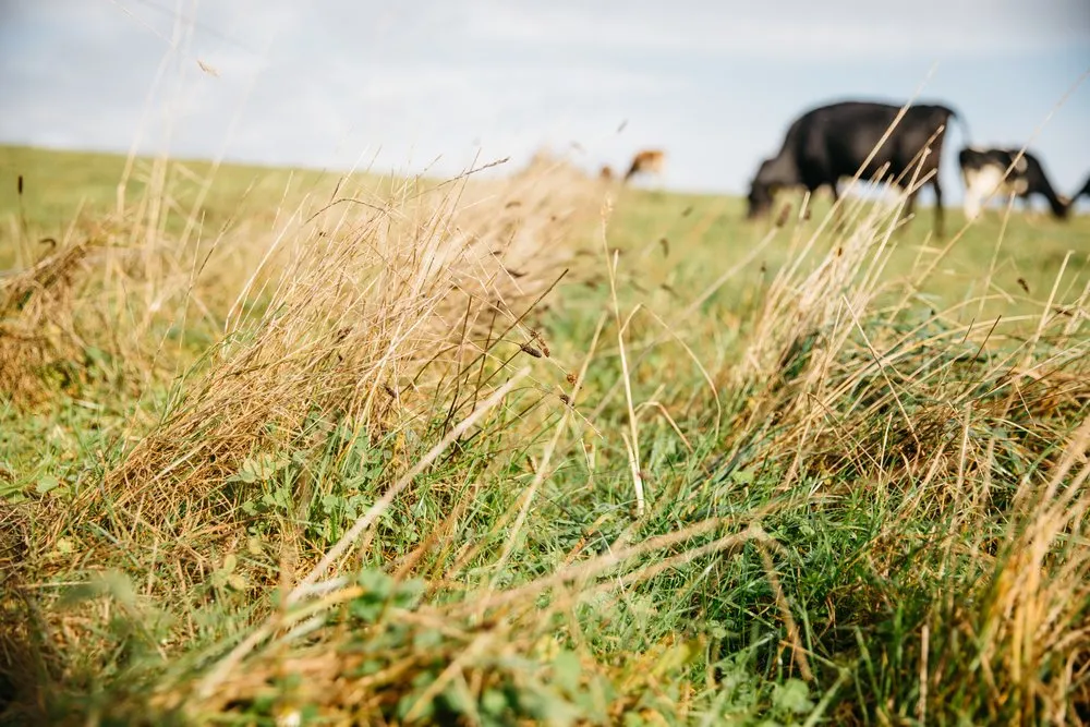 A cow grazes out of focus in the distance with long grasses in the foreground