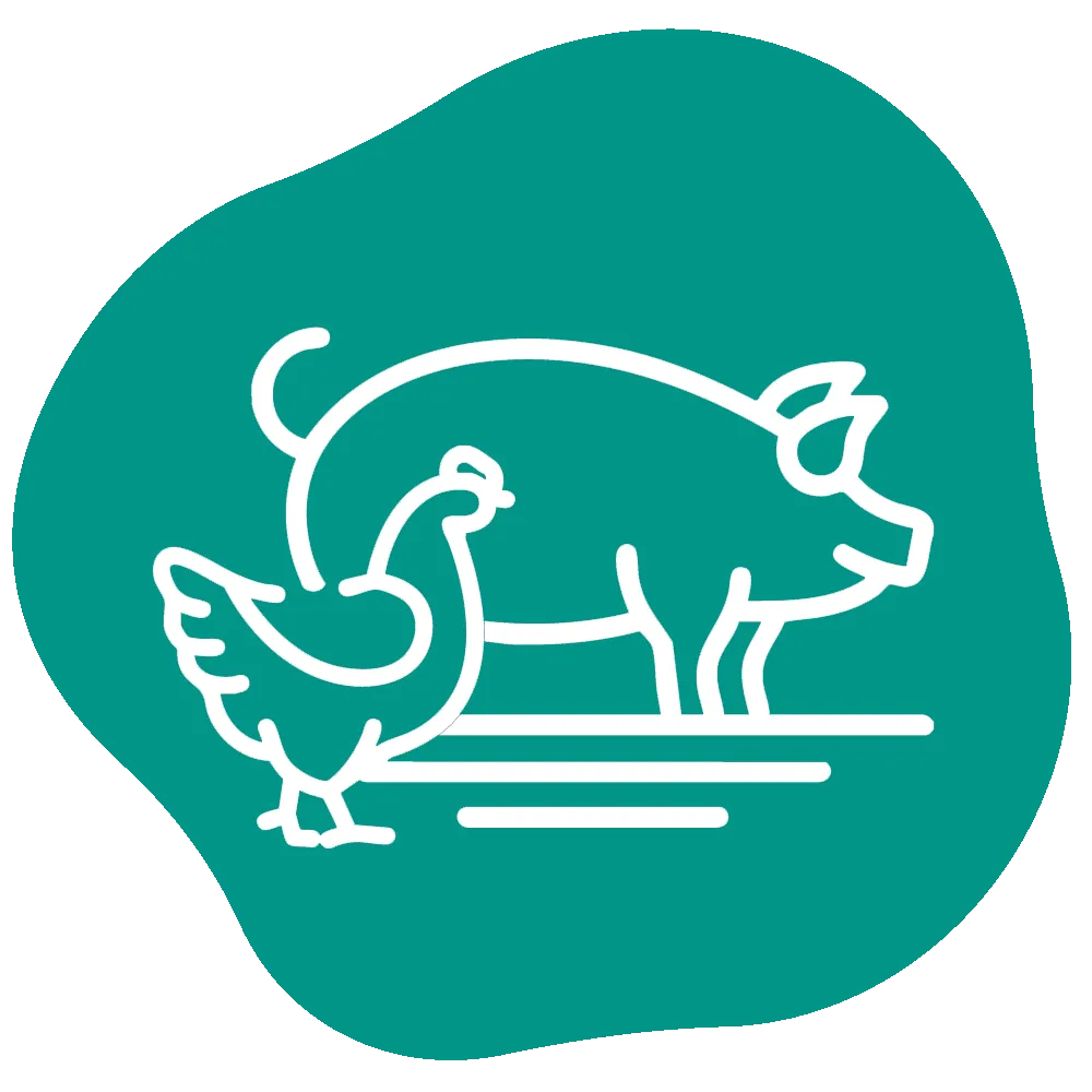 Icon of a chicken standing in front of a pig