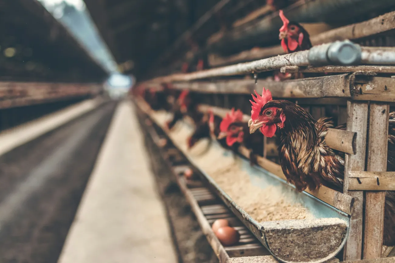 Photo of chickens in a large egg laying facility. Photo by Artem Beliaikin via Unsplash.