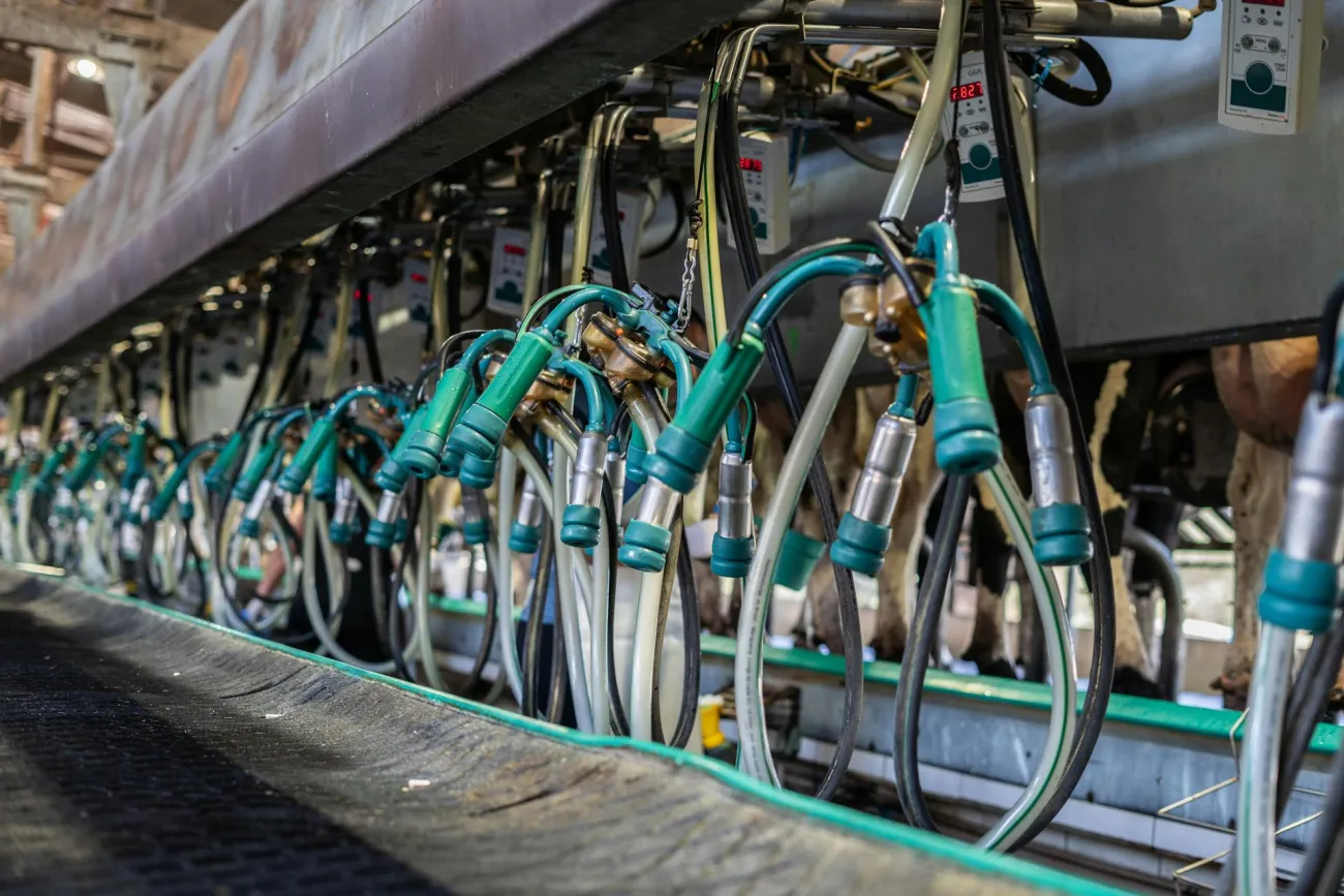 Photo of indoor milking unit. Credit: Giulia Botan via Pexels
