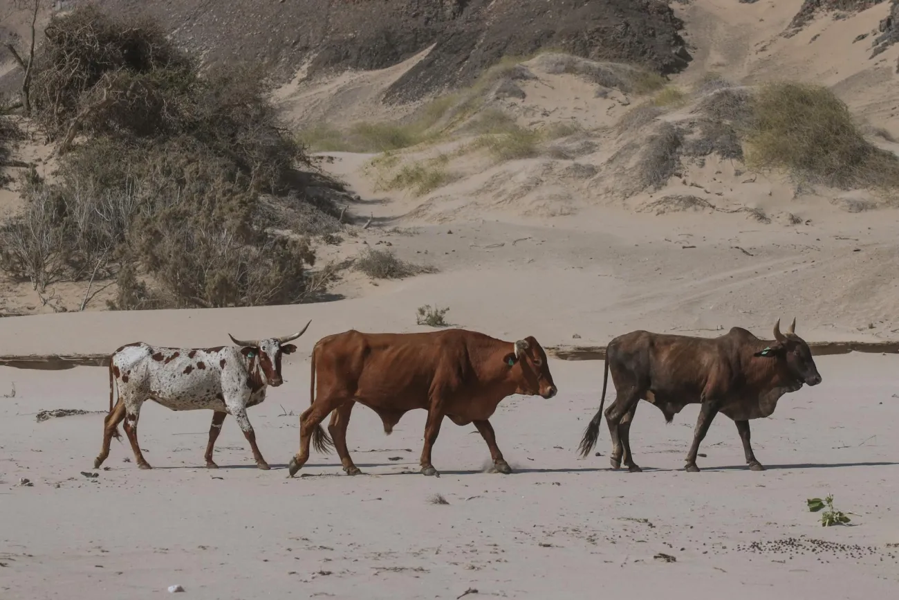 Cows wandering dryland in Africa. Credit: Dorota Semla via Pexels