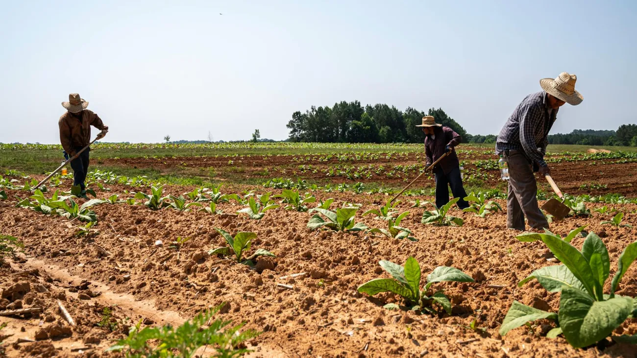 Farm workers in a field hoeing. Credit: Mark Stebnicki via Pexels