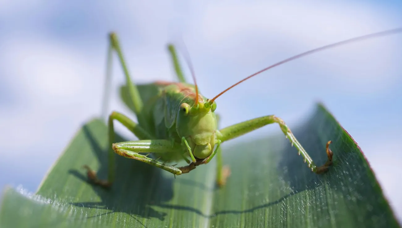 Grasshopper on leaf. Credit Pixabay via Pexels