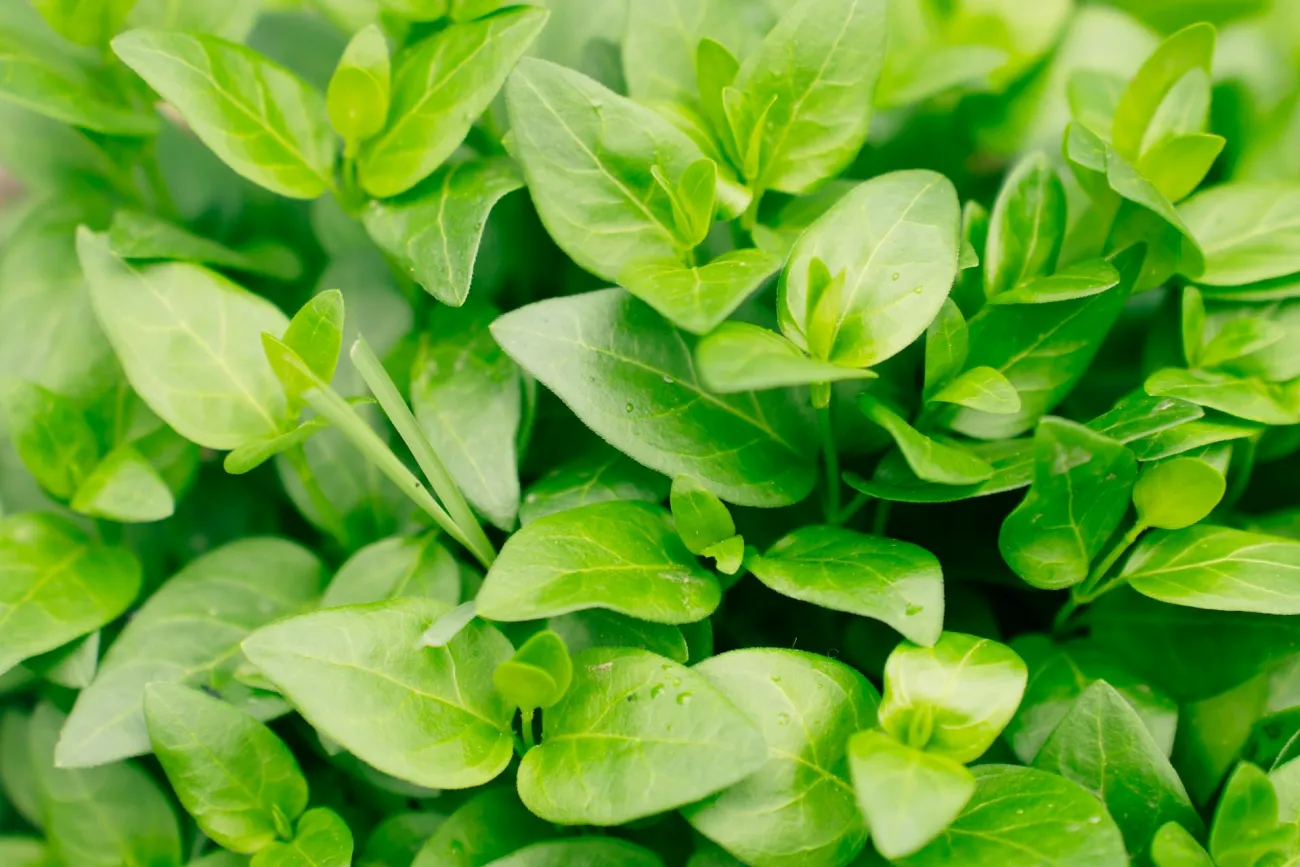 Herbs up close. Credit: Wandering lenses via Pexels