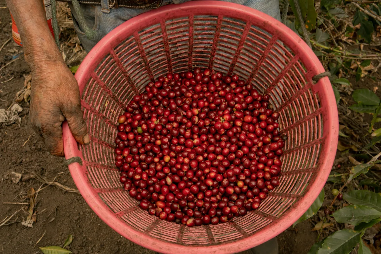 A basket of red coffee berries. Photo by Shelby Murphy Figueroa via Unsplash.