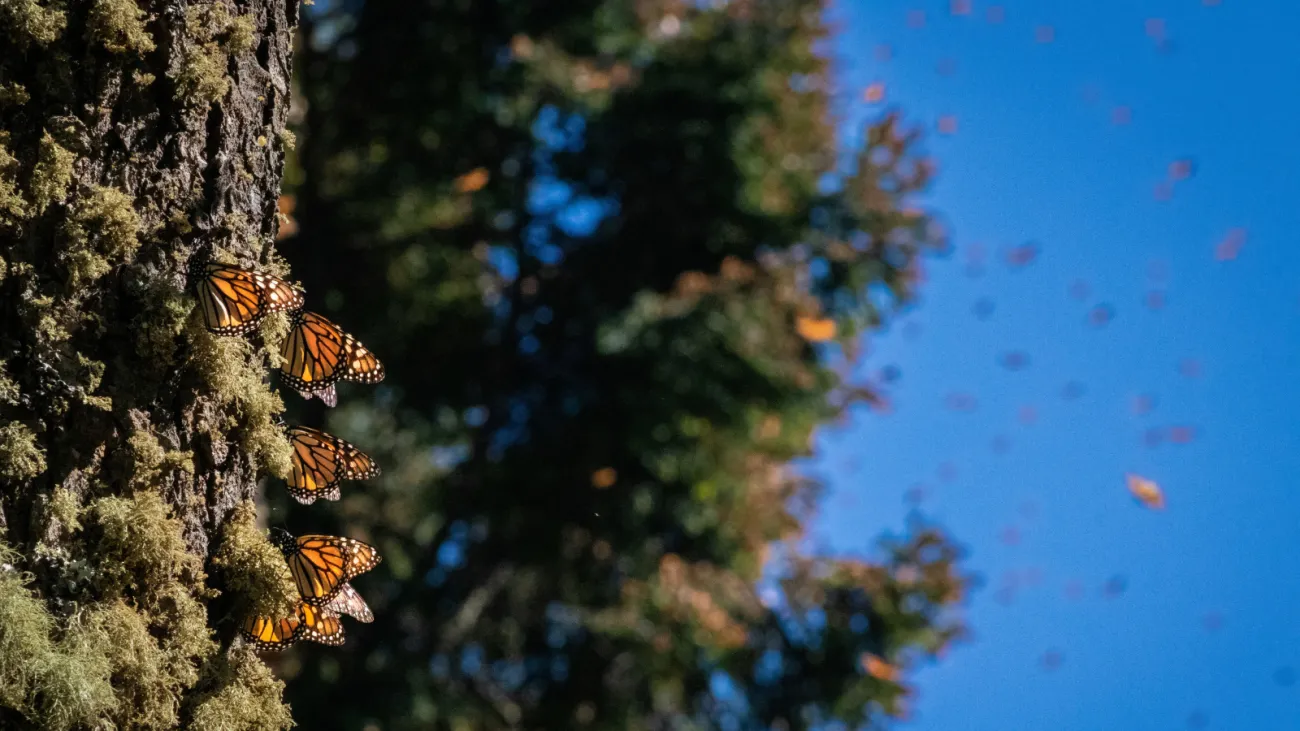 Monarch butterflies rest on a tree trunk covered in moss with a blue sky in the background. Photo by Erica Lowe via Unsplash.