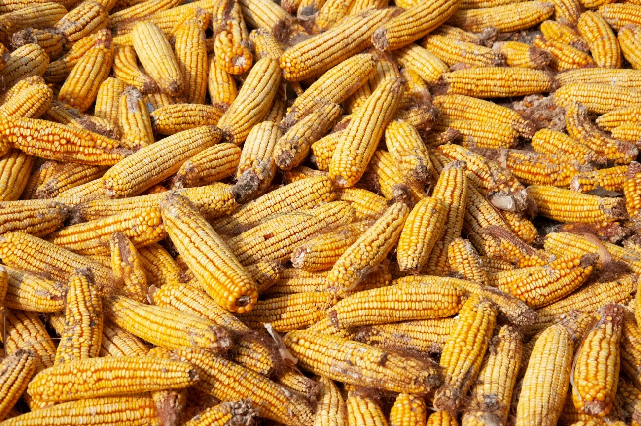 Pile of corn cobs. Photo by Kuaileqie Re via Unsplash.