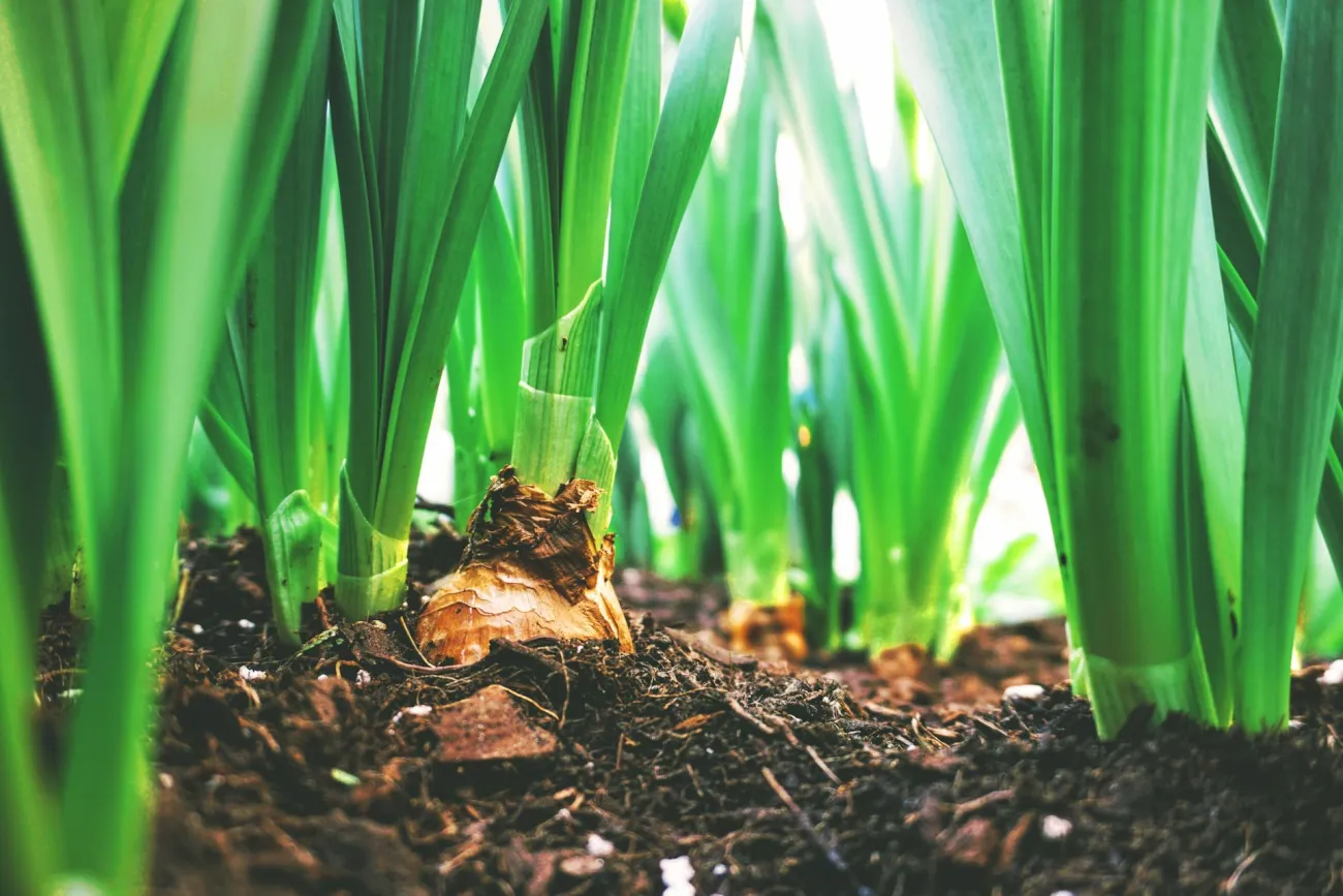 Close up of plants growing in soil. Credit Maarten van den Heuvel via Pexels