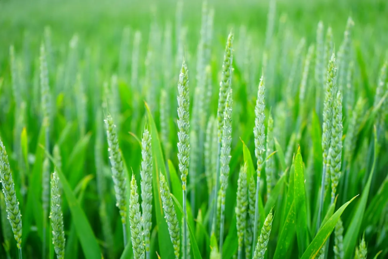 Photo of wheat up close. Credit: Pixabay via Pexels. 