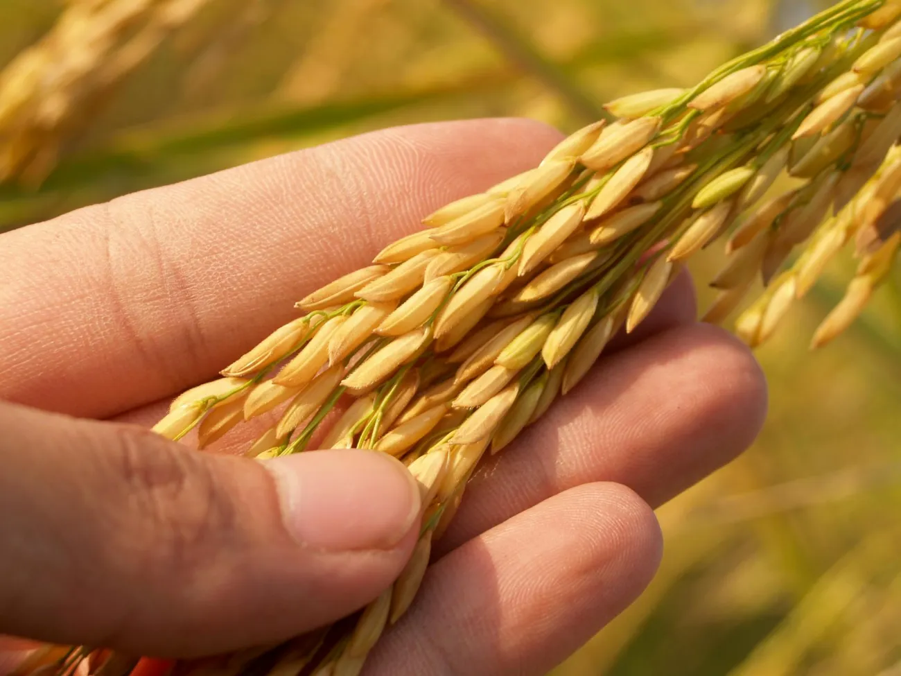 Close up of rice in field. Credit: Pixabay via Pexels. 