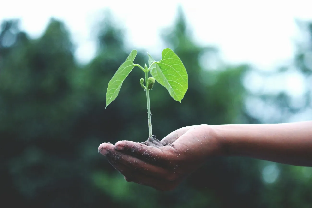 Hands holding young plant. Credit: Akil Mazumder via Pexels