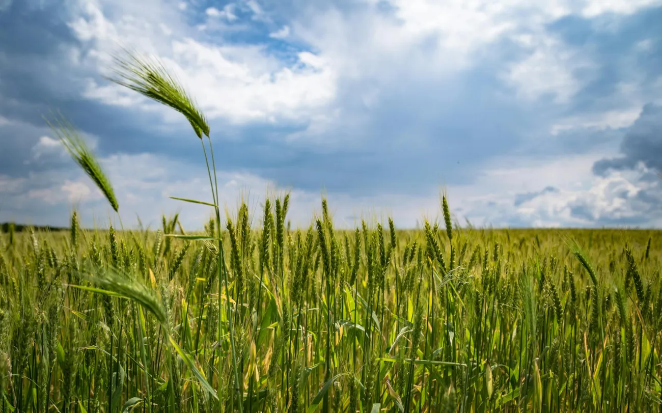 Photo of barley in field. Credit Blooddrainer via Pexels. 