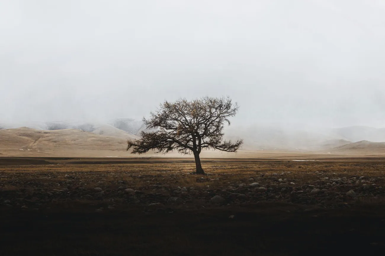 Picture of tree in middle of dry field. Credit: Igor Cibulsky via Pexels. 