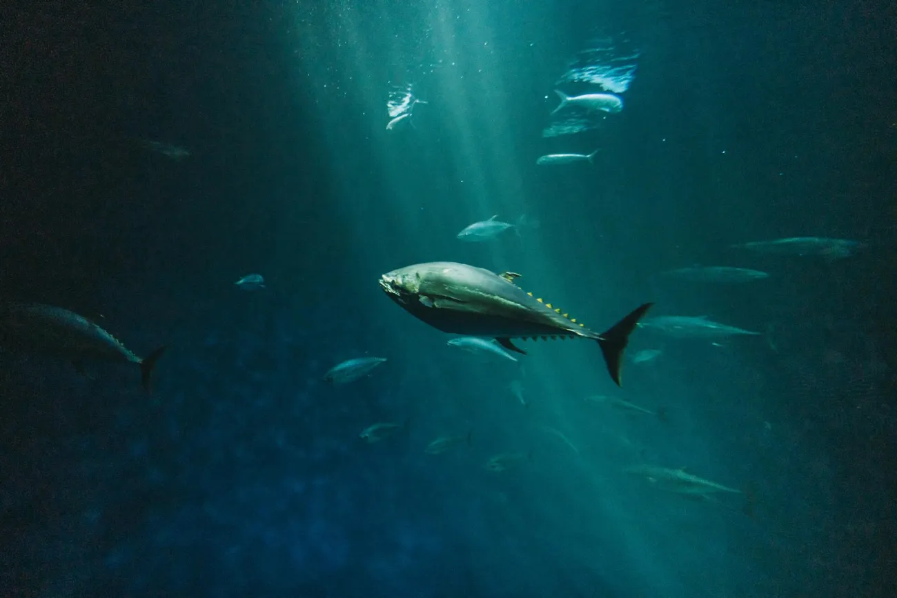 Tuna in ocean. Credit: isaac mijangos via Pexels