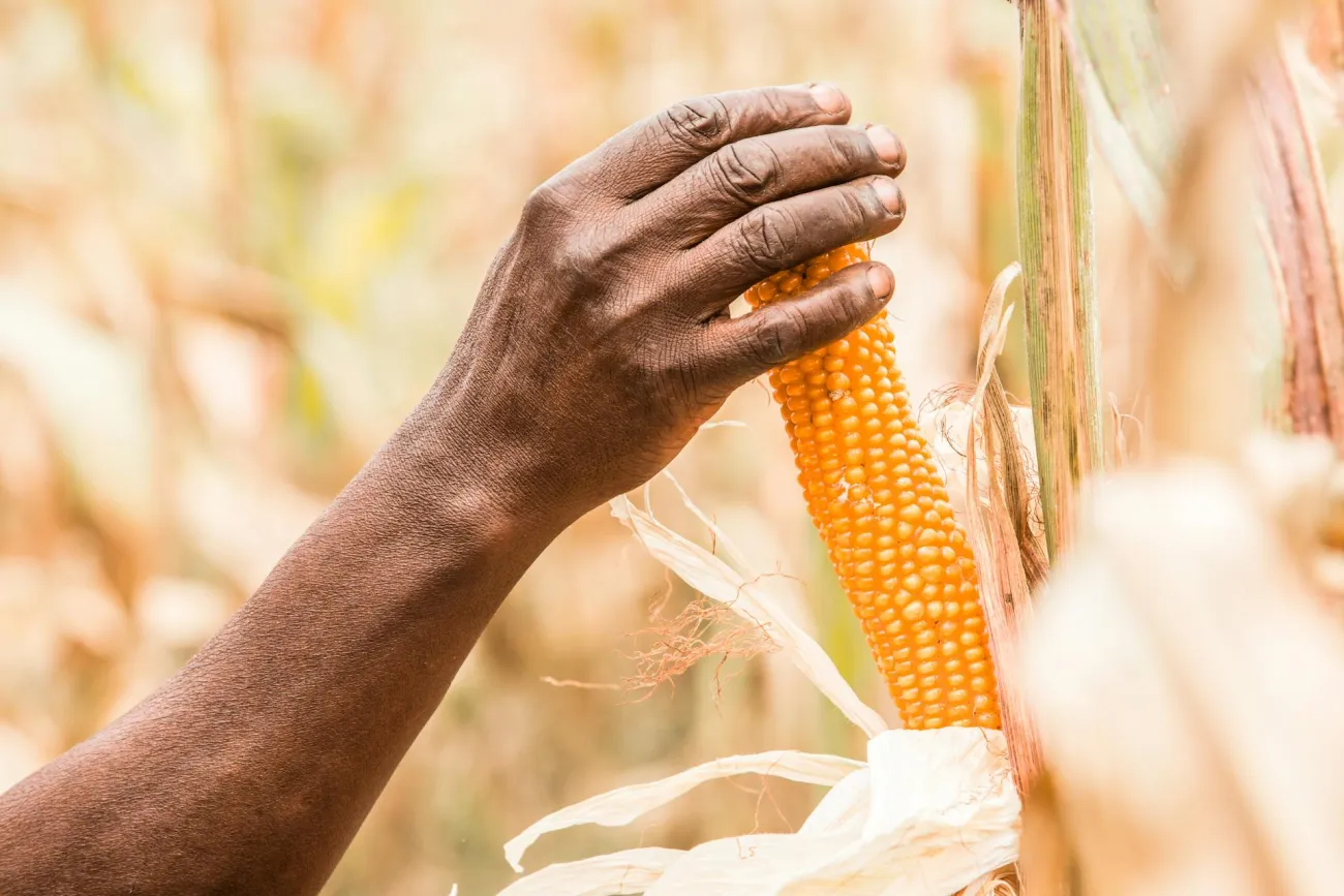 Photo of man holding corn. Credit: Junior Aklei Chaky via Pexels