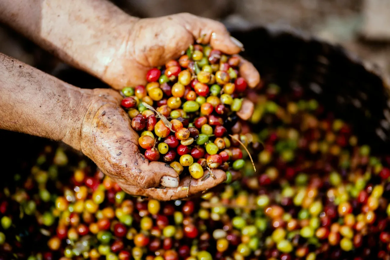 Cupped hands holding fruit. Credit: Livier Garcia via Pexels