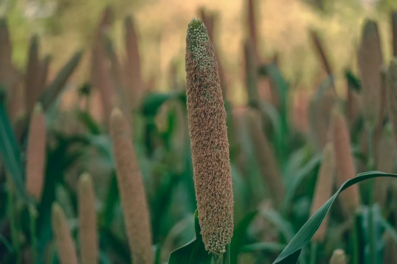 Photo of millet in field. Credit: Ranjeet Chauhan via Pexels