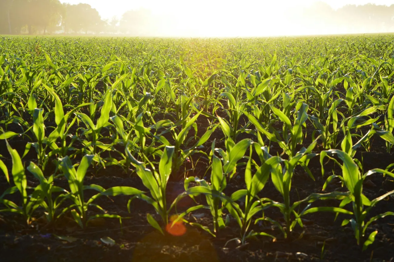 A field of green with sunlight. Credit: Alejandro Barrón via Pexels