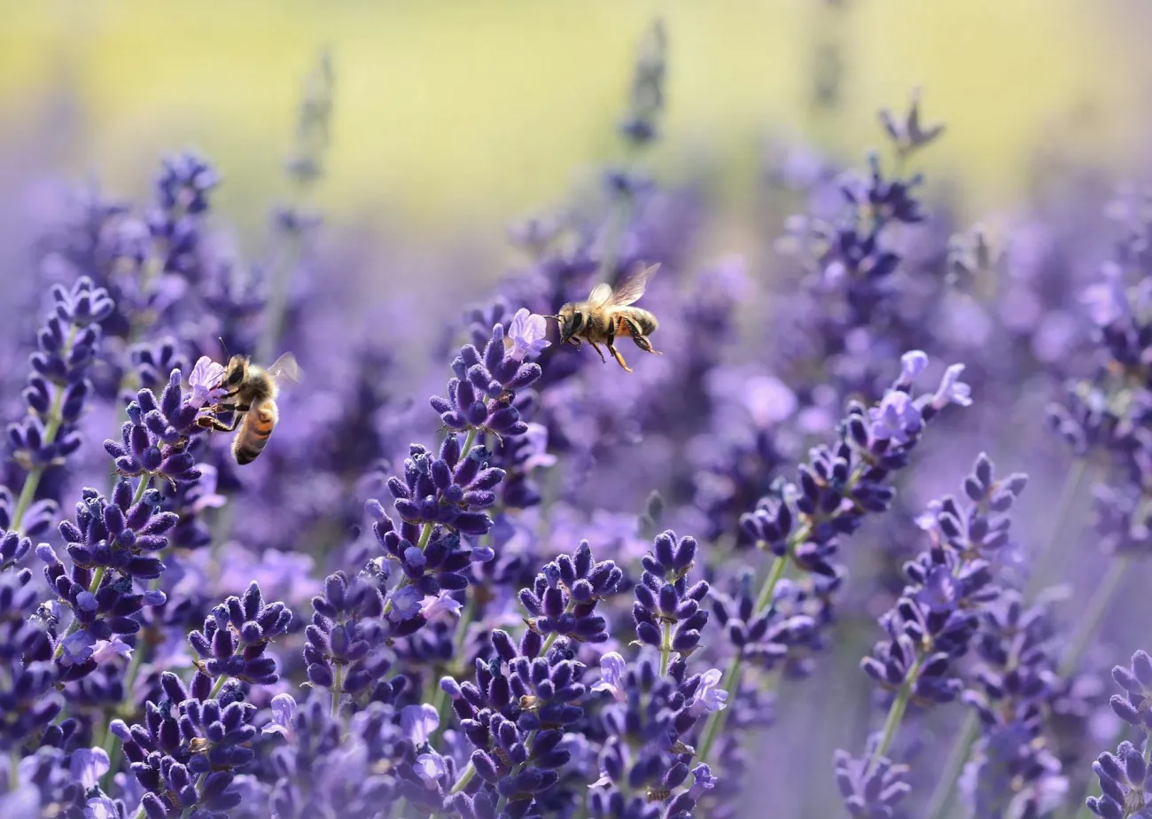 Bees in lavender. Credit: Pixabay via Pexels