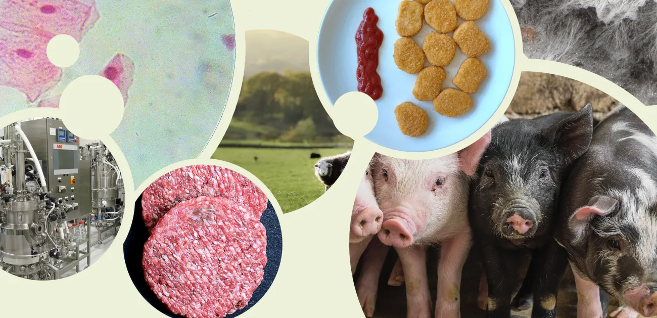 Composite image including an image of animal cells, one of uncooked burger patties, a photo of fermentation vessels, a plate of Beyond Chicken nuggets with ketchup, a photo of three piglets, a photo of a sheep in a field, and a microscope image of fungal hyphae.