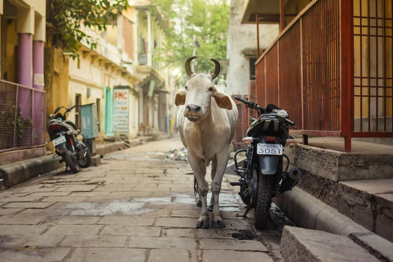 Cow in alley next to scooter. Credit: Bhavesh Jain via Pexels 