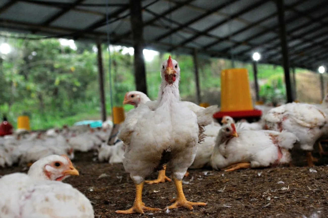 Chicken in a coop. Credit:  DΛVΞ GΛRCIΛ via Pexels