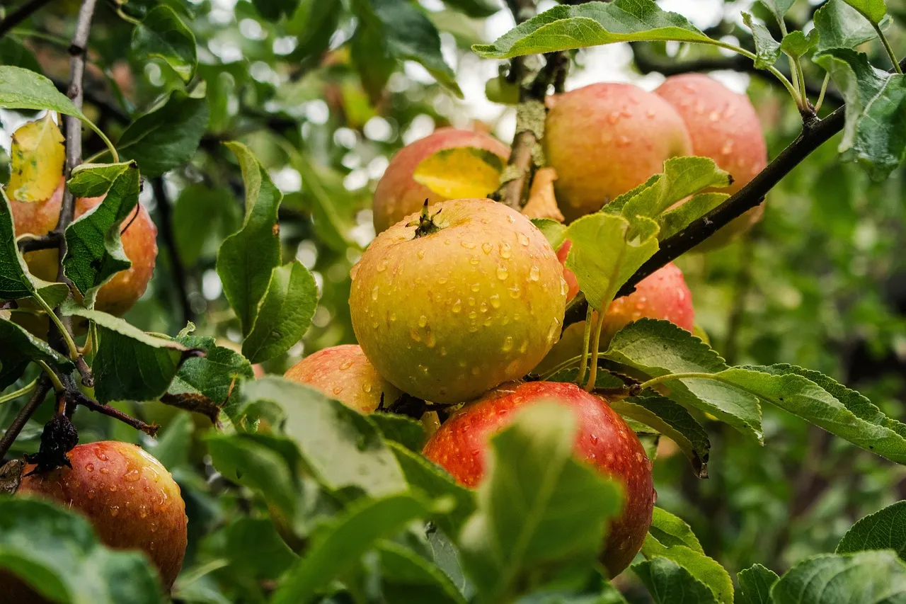 Several red-gold apples on a branch. Photo by Lichtsammler via Pixabay.