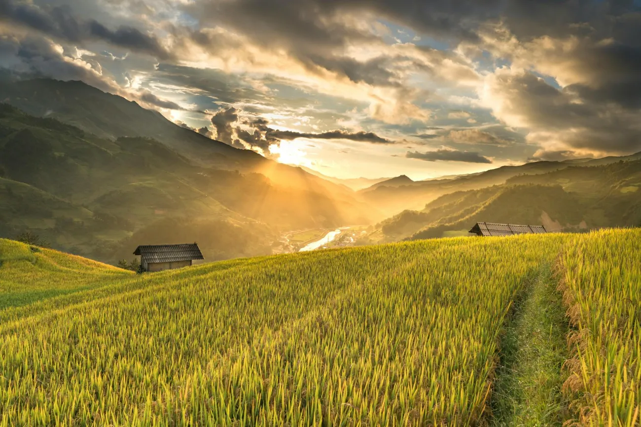 Photo of rice field at sunset. Credit Quang Nguyen Vinh via Pexels