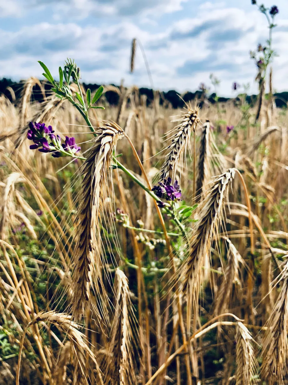 Wheat field Brandenburg, credit Ploegerson / unsplash