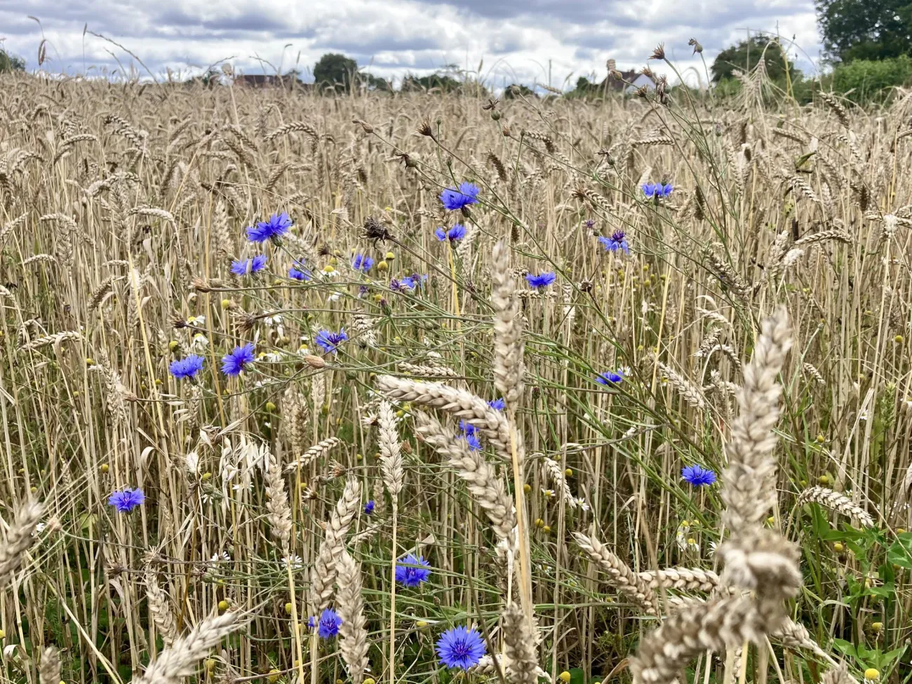 Wheat and cornflowers in a field - diversity. Photo credit Hodmedod's
