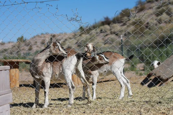 Goats on a farm in Nevada